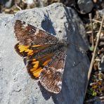 Birken-Jungfernkind (Archiearis parthenias) *