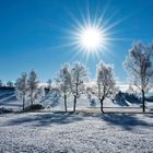 Birken mit Raureif im Gegenlicht