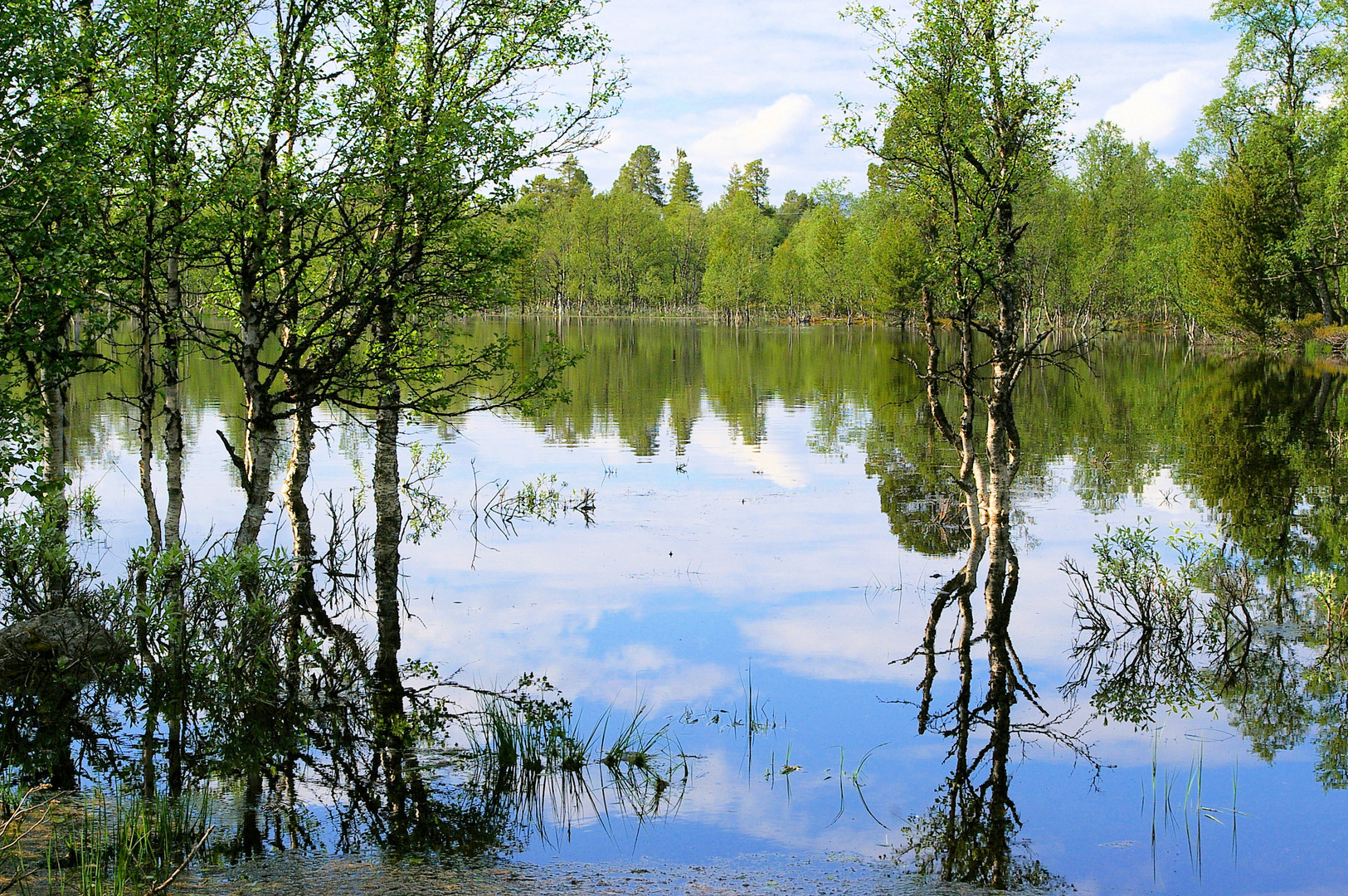 Birken mit Spiegelbild