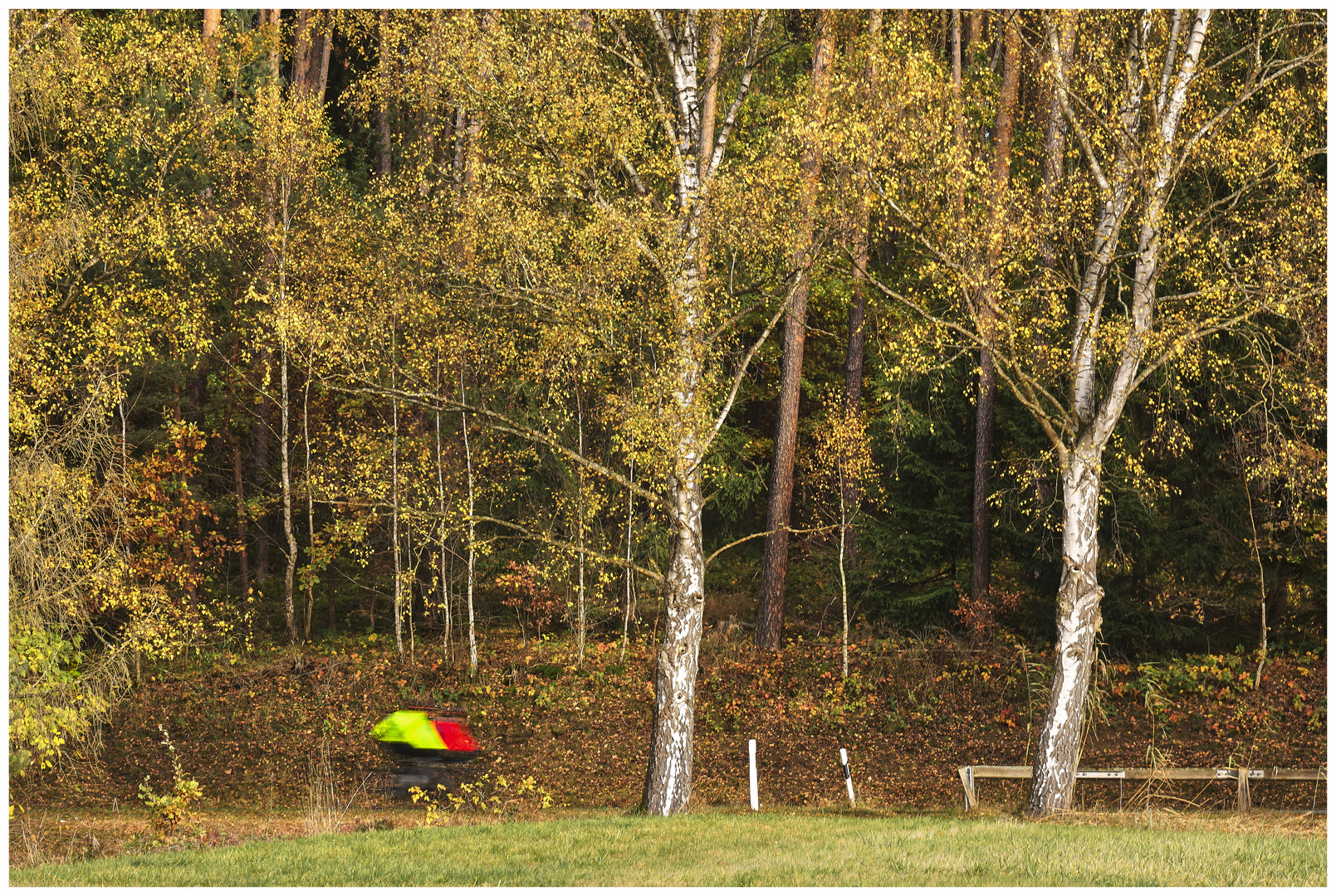  Birken + November + Fahrradfahrer