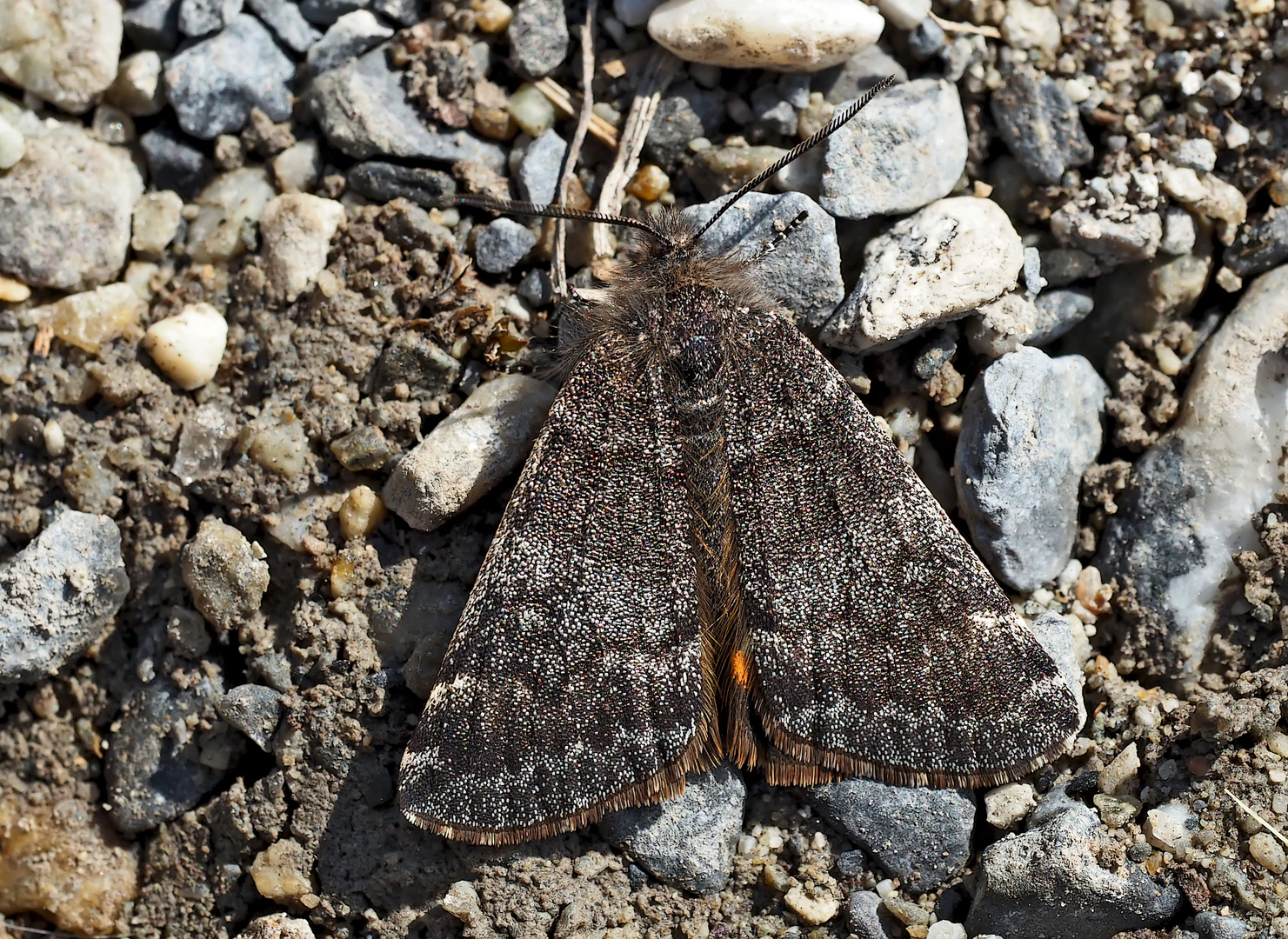 Birken-, oder Auen-Jungfernkind (Archiearis parthenias oder A. notha) - L'Illégitime.