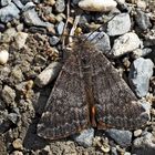 Birken-, oder Auen-Jungfernkind (Archiearis parthenias oder A. notha) - L'Illégitime.