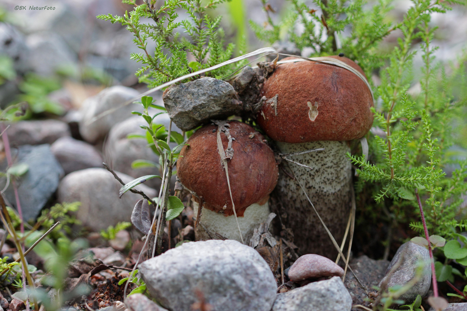 Birken- oder Heide-Rotkappe (Leccinum testaceoscabrum)