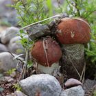 Birken- oder Heide-Rotkappe (Leccinum testaceoscabrum)