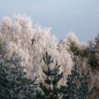 Birken ohne Heuschnupfen