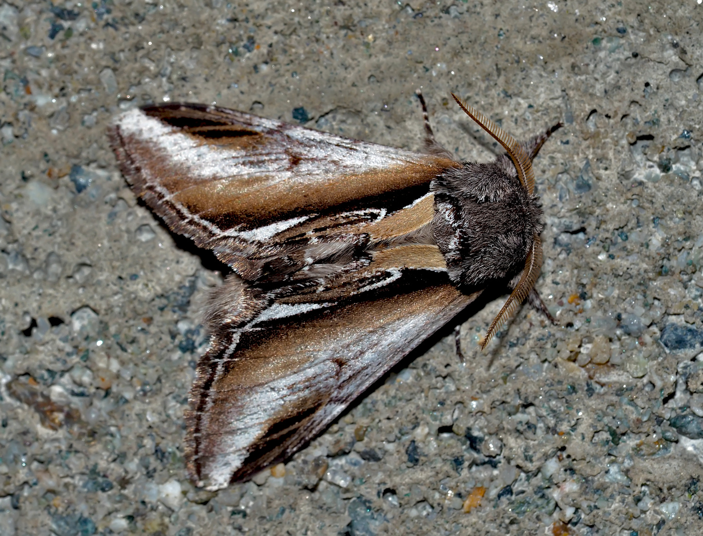 Birken-Porzellanspinner (Pheosia gnoma) - Le Bombyx Dictéoide. 