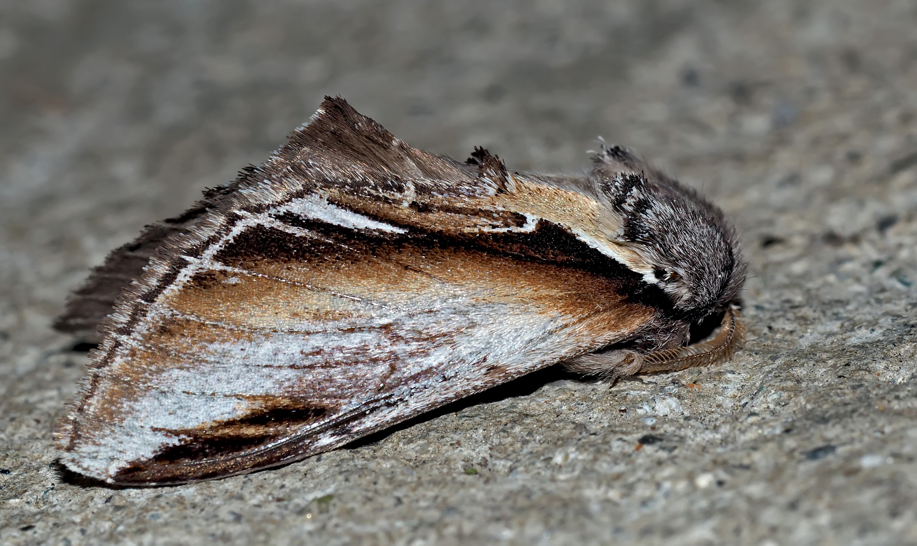 Birken-Porzellanspinner (Pheosia gnoma) -  Le Bombyx Dictéoide, vue de côté.