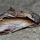 Birken-Porzellanspinner (Pheosia gnoma) -  Le Bombyx Dictéoide, vue de côté.