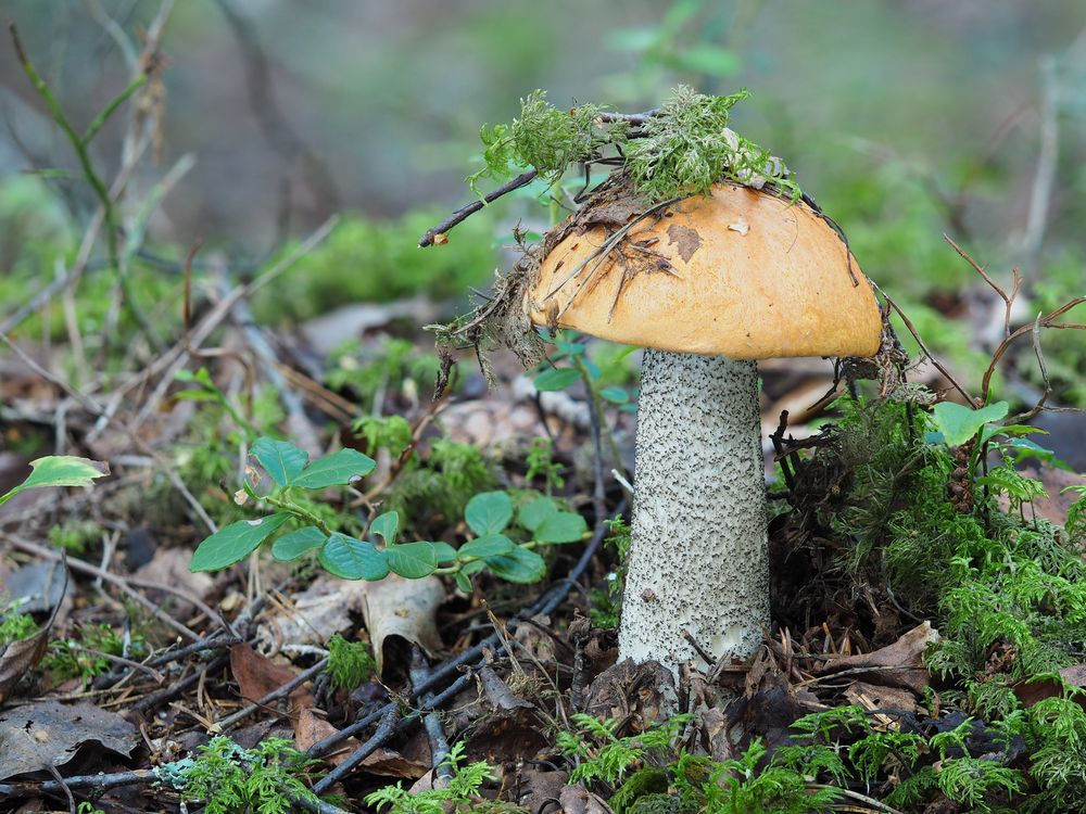 Birken-Rotkappe (Leccinum versipelle) Foto & Bild | pflanzen, pilze