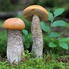 Birken-Rotkappe (Leccinum versipelle, Syn.: Leccinum testaceoscabrum nom. nud.)