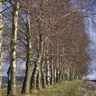 Birken säumen den Feldweg