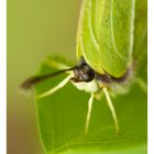 Birken-Schmetterling