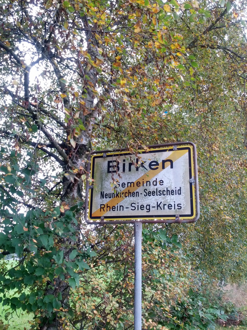 Birken - sieht und liest man doch