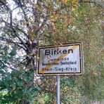 Birken - sieht und liest man doch