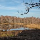 Birken-Spiegelung im Weilheimer Moos