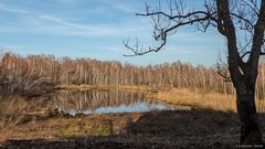 Birken-Spiegelung im Weilheimer Moos