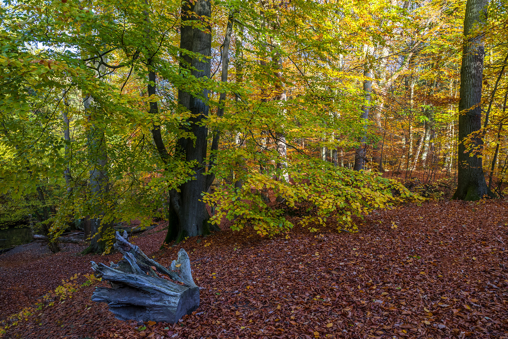 Birken und Buchen im Herbst