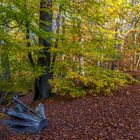 Birken und Buchen im Herbst
