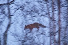 Birken und Fuchs in Bewegung 