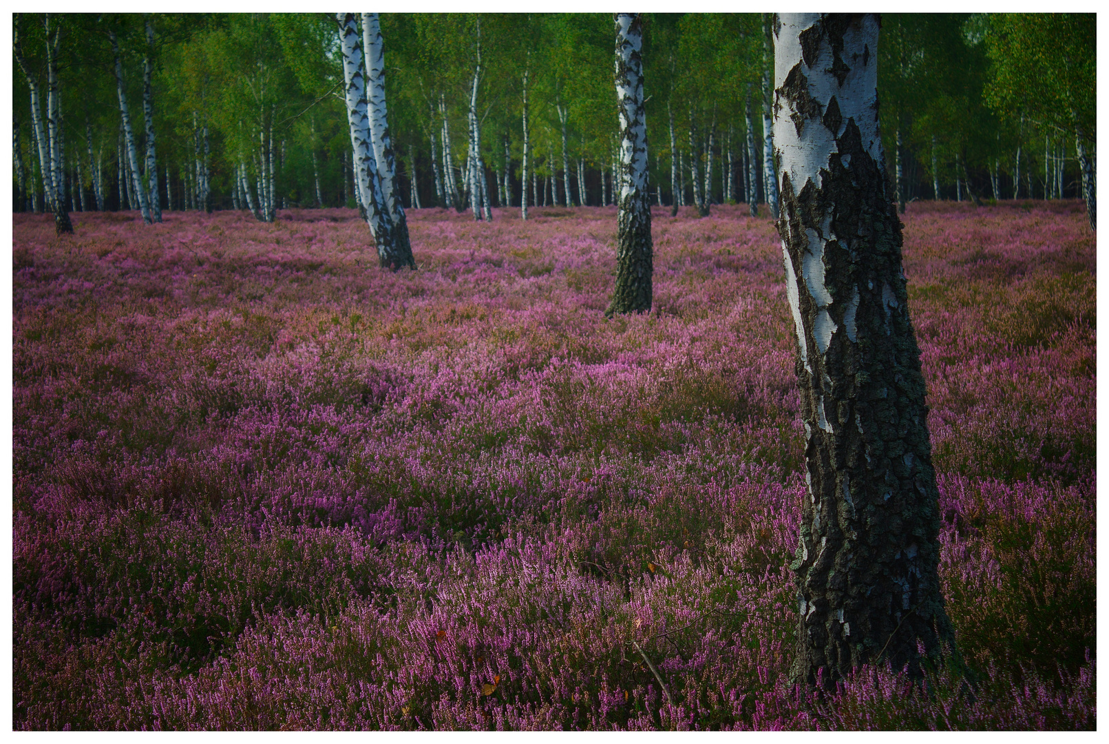 Birken und Heide 