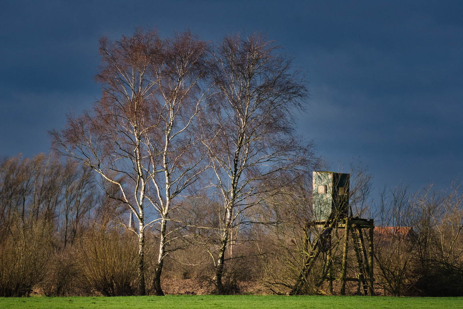 Birken und Hochsitz