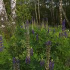 Birken und Lupinen