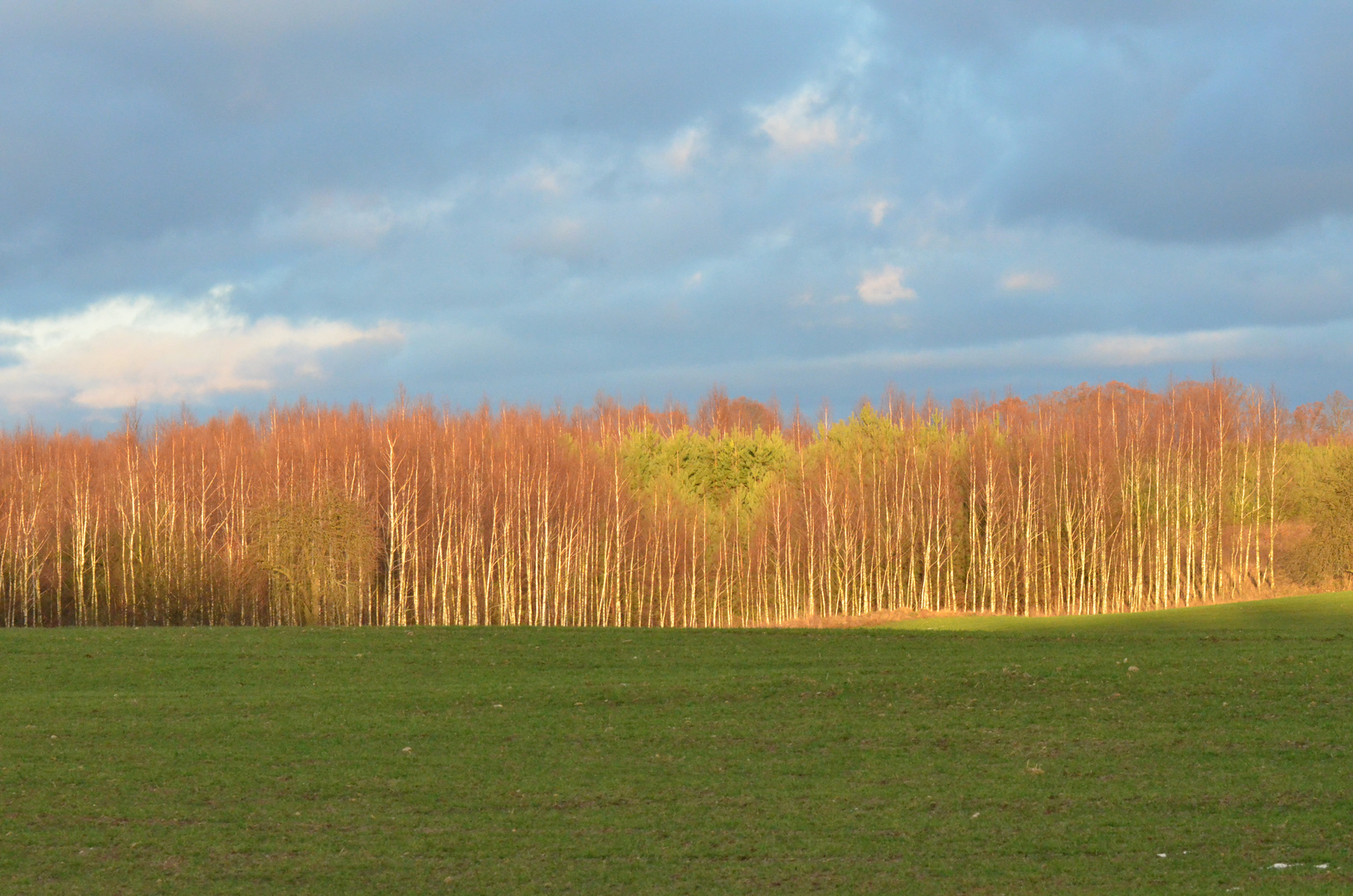 Birken und Nadelwald im Herbst