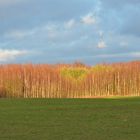 Birken und Nadelwald im Herbst