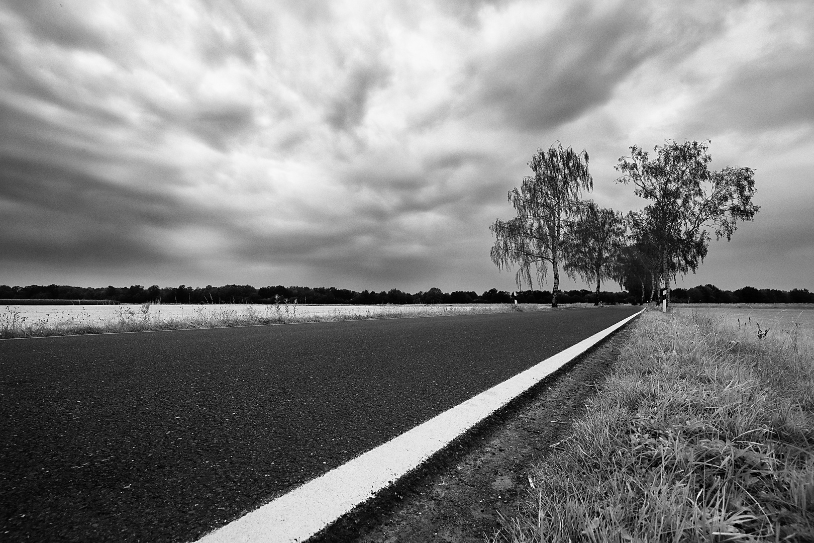 Birken und Straße Froschperspektive