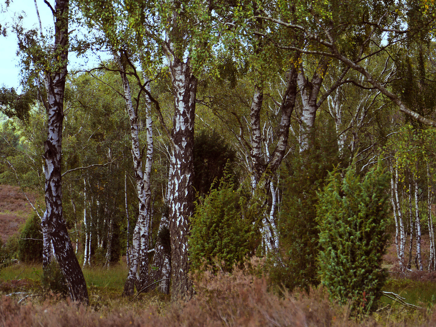 Birken und Wacholder in der Heide