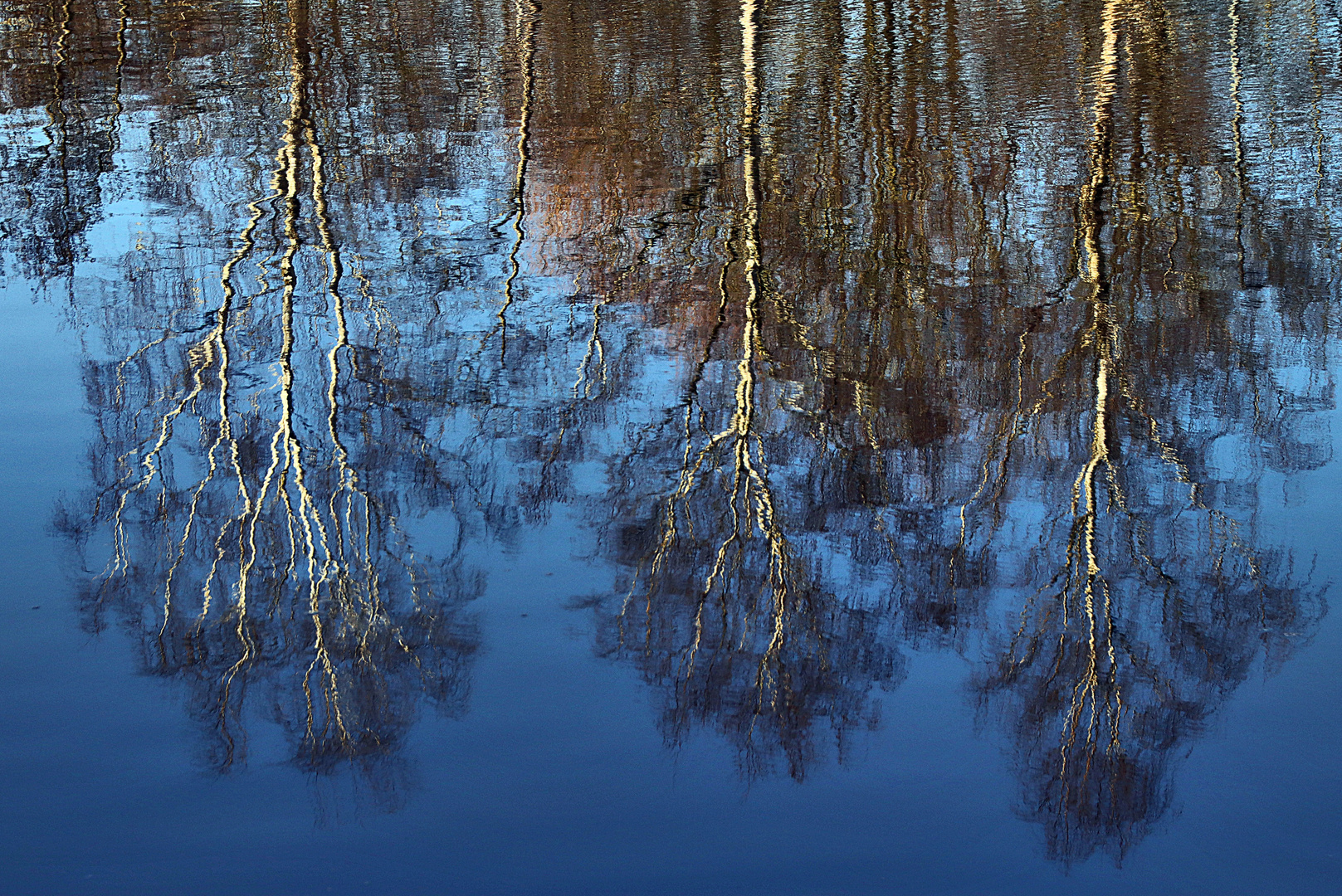 Birken verspiegelt.....