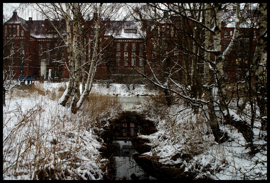 Birken vor Backstein