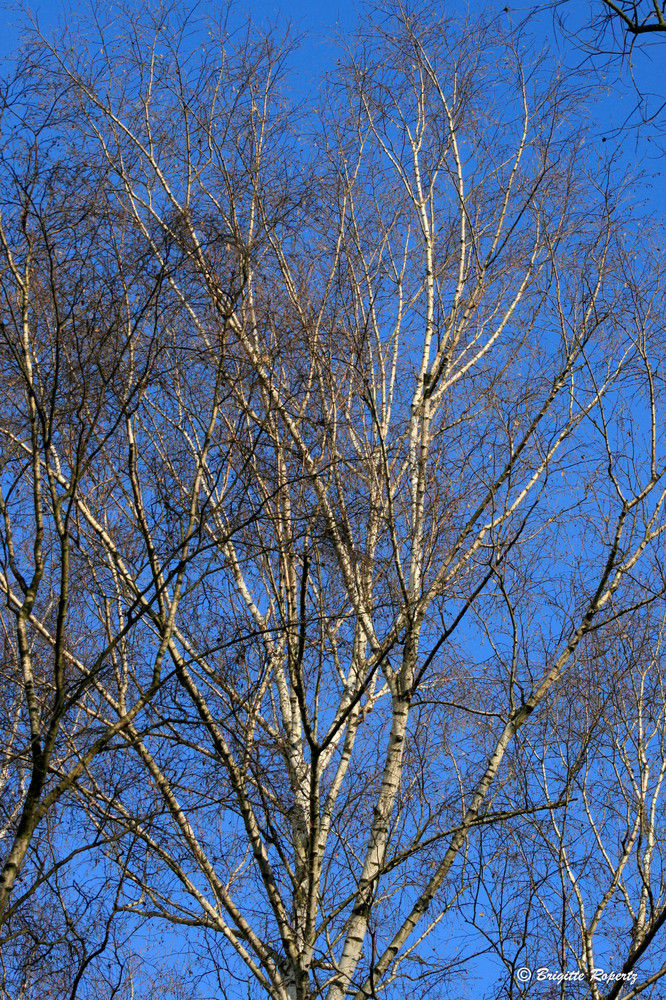 Birken vor blauem Himmel