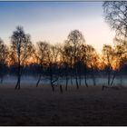 Birken vor Sonnenaufgang