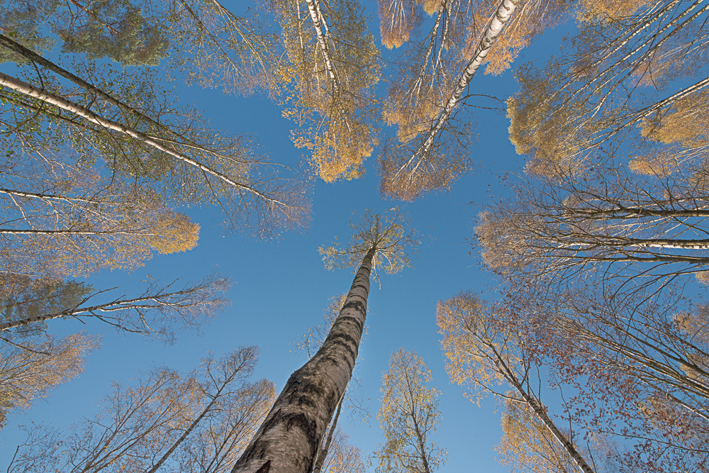 Birken wachsen zum Himmel