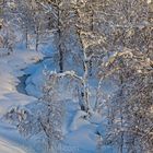 Birken Wäldchen im Winter