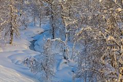 Birken Wäldchen im Winter