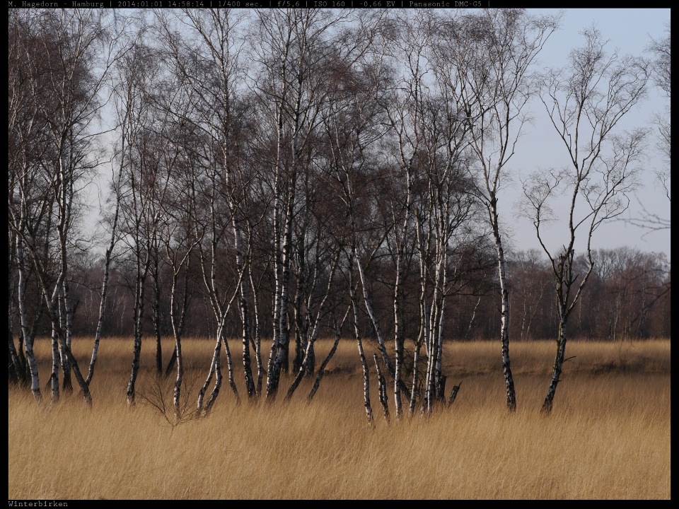 Birken, Wittmoor