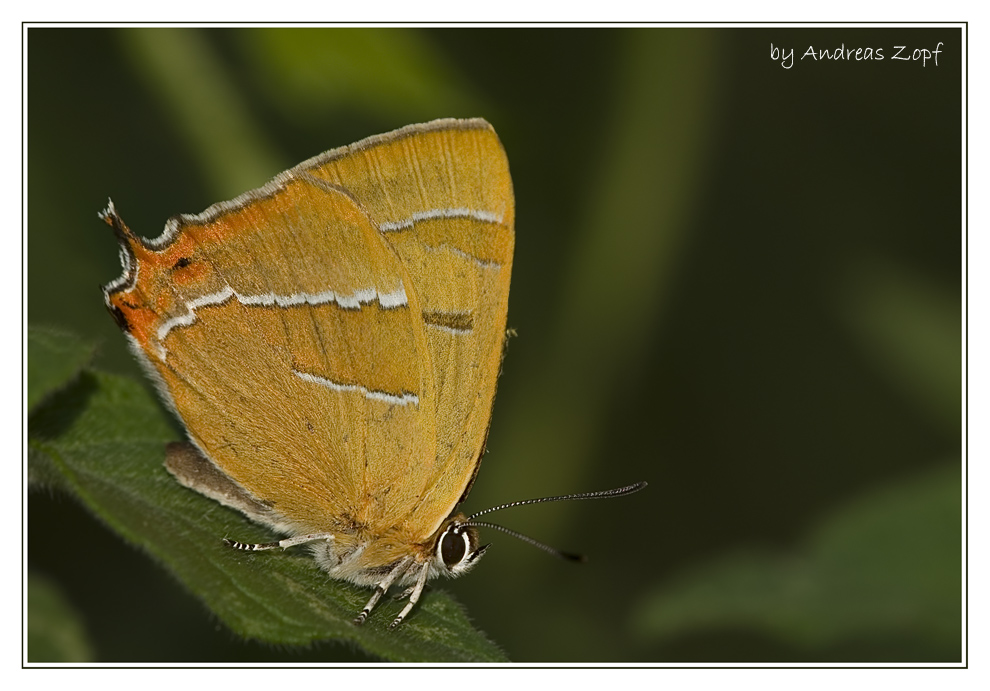 Birken-Zipfelfalter (Thecla betulae)