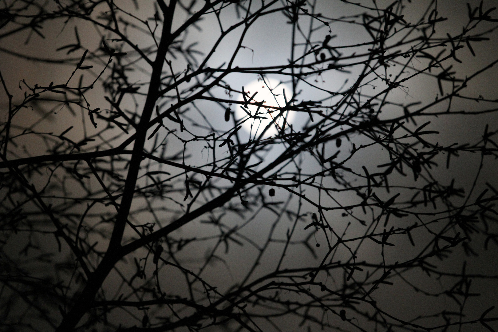 Birkenäste im Mondlicht