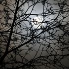 Birkenäste im Mondlicht