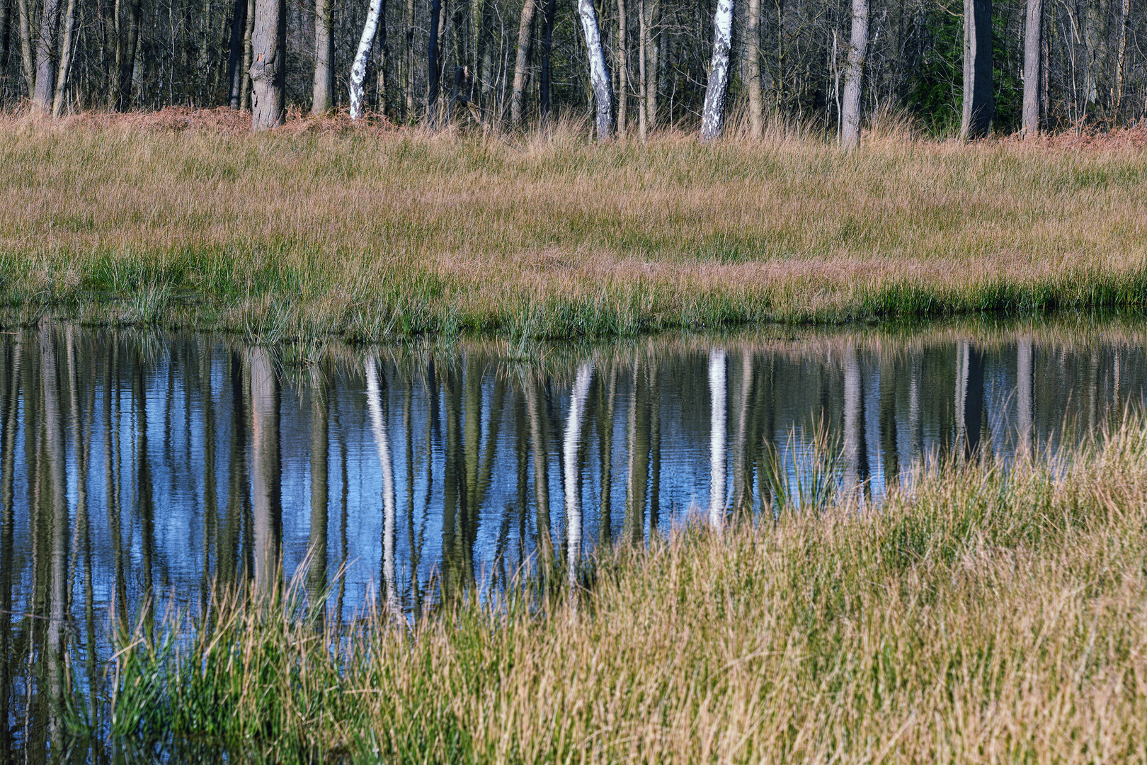 Birkenästhetik