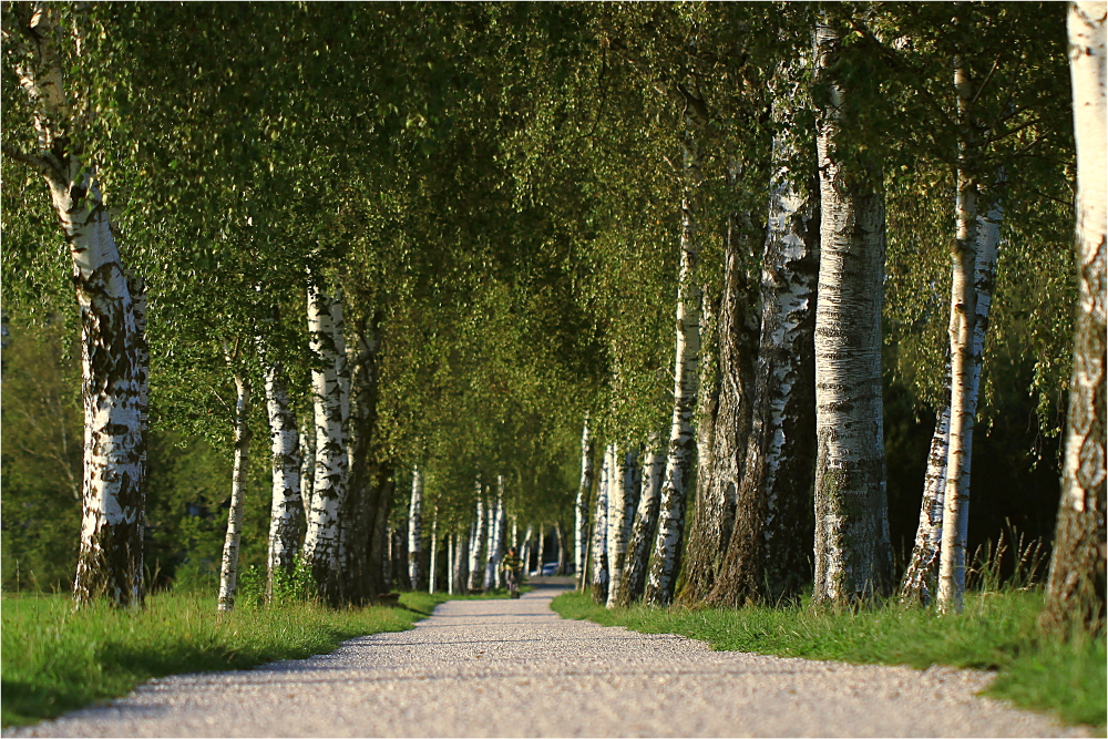 Birkenalle am Chiemsee