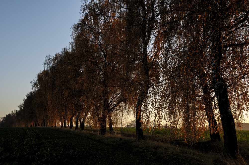 Birkenalle am späten Nachmittag