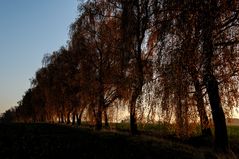 Birkenalle am späten Nachmittag