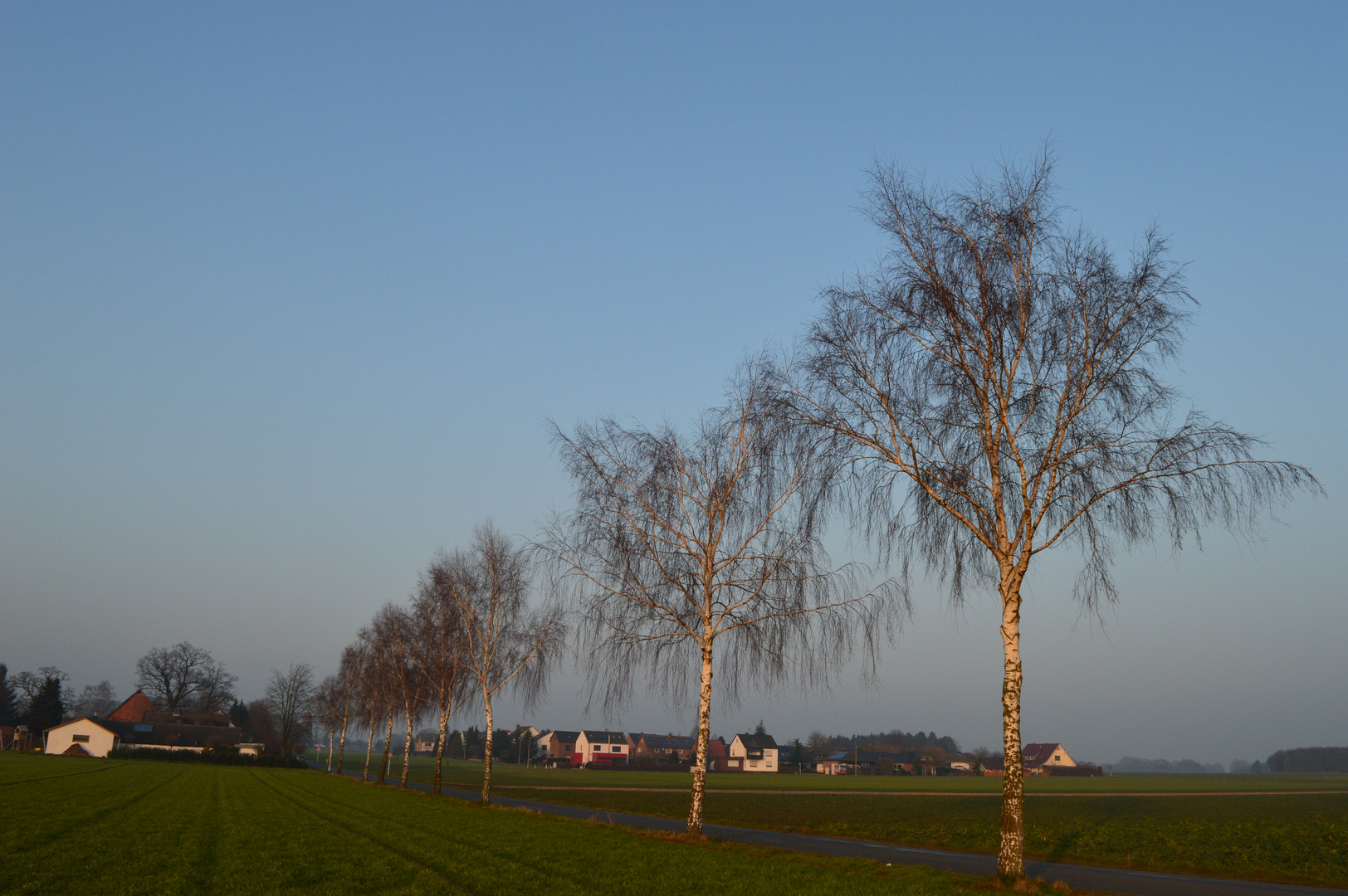 Birkenallee am Wegesrand