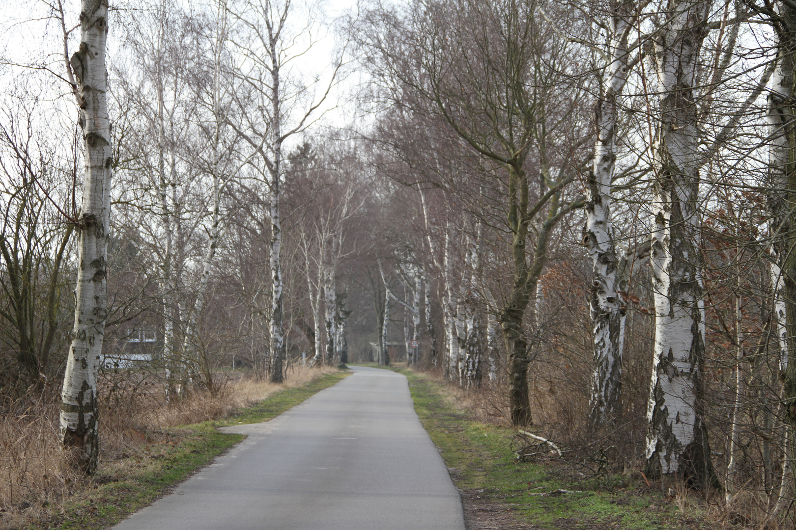 Birkenallee bei Gut Glück