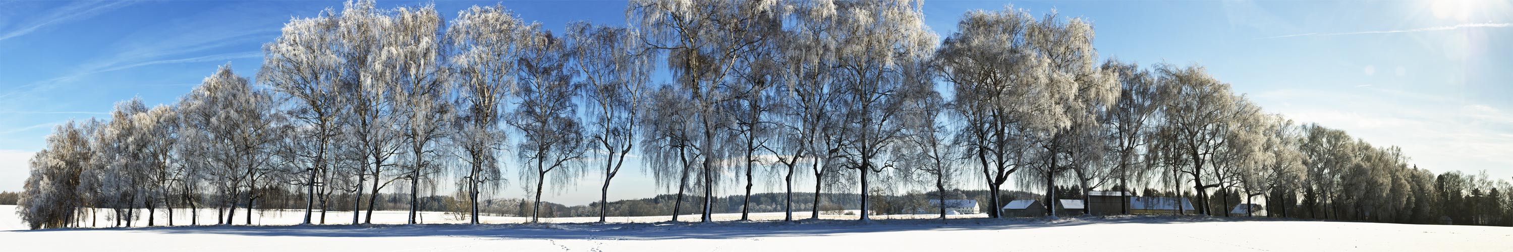 Birkenallee bei Wagelsried