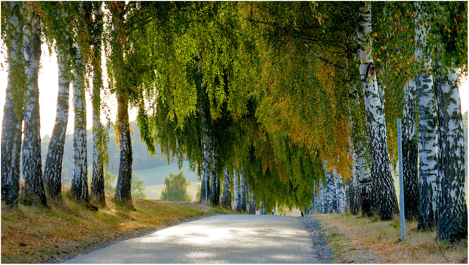 Birkenallee im Herbst