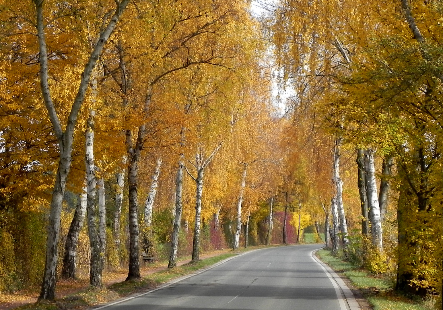 Birkenallee im Herbstschmuck (1)